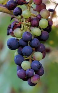 Превью обои виноград, ягоды, ветка, лоза