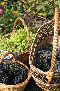 Превью обои виноград, корзины, грозди, сад