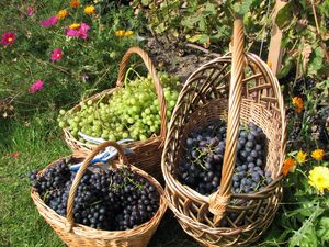 Превью обои виноград, корзины, грозди, сад