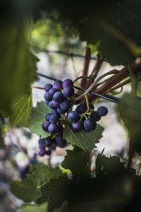 Превью обои виноград, лоза, фрукты, ягоды, листья