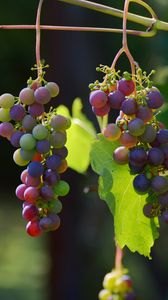 Превью обои виноград, лоза, ягоды