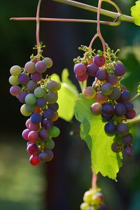 Превью обои виноград, лоза, ягоды