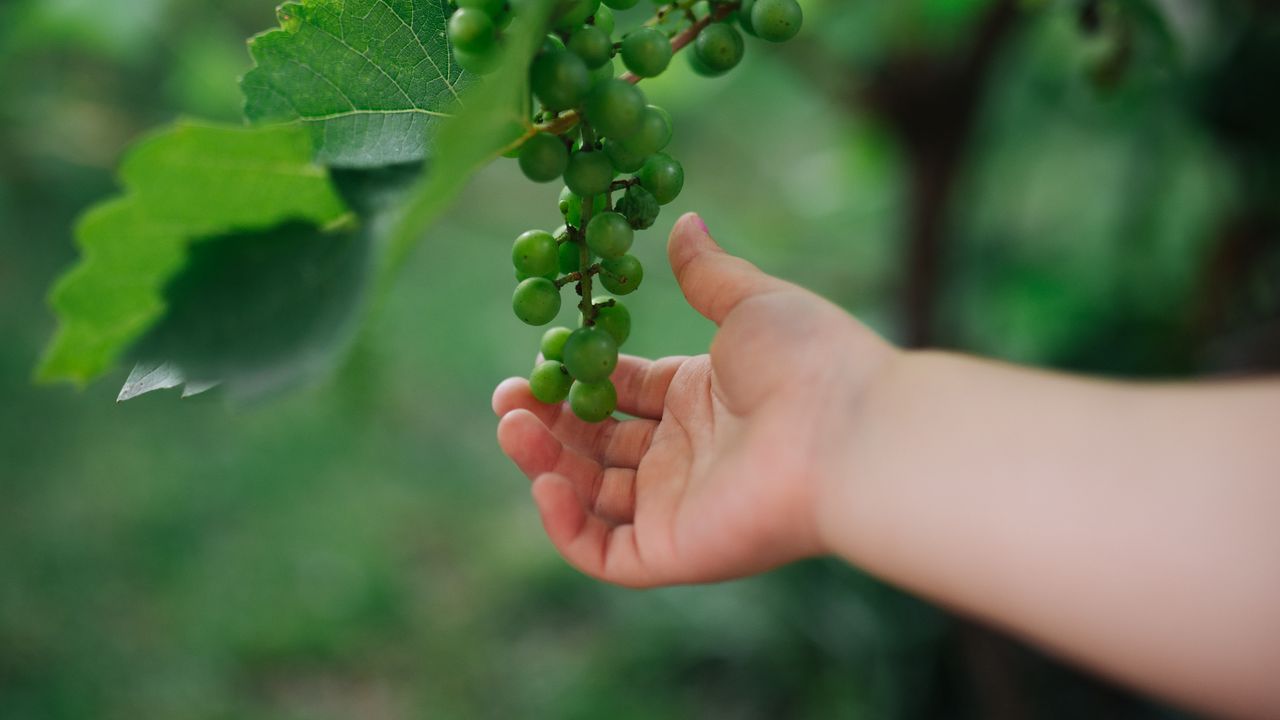 Обои виноград, рука, фрукт, листья