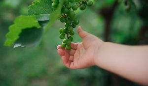 Превью обои виноград, рука, фрукт, листья