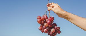 Превью обои виноград, рука, фрукт, лоза