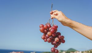 Превью обои виноград, рука, фрукт, лоза