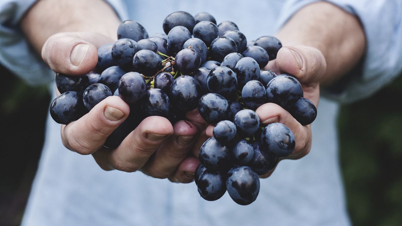 Обои виноград, связка, спелый, руки