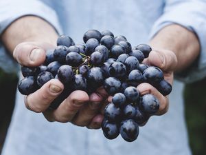 Превью обои виноград, связка, спелый, руки