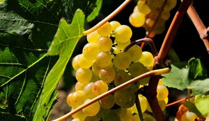 Превью обои виноград, ветка, сладкий, листья