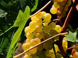 Превью обои виноград, ветка, сладкий, листья