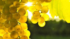 Превью обои виноград, желтый, лоза, солнце, свет