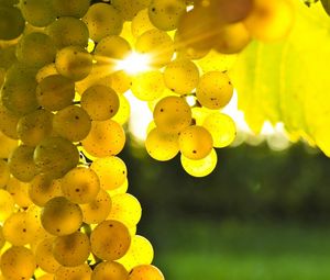 Превью обои виноград, желтый, лоза, солнце, свет