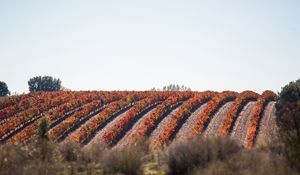 Превью обои виноградник, лоза, поле, пейзаж