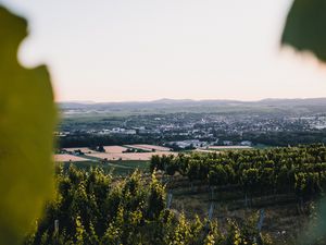 Превью обои виноградники, поля, вид сверху, природа, пейзаж