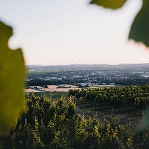 Превью обои виноградники, поля, вид сверху, природа, пейзаж