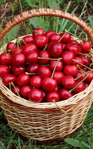 Превью обои вишни, ягоды, корзина, урожай, красный