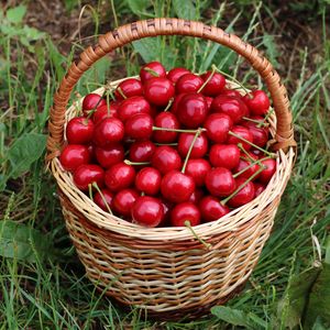 Превью обои вишни, ягоды, корзина, урожай, красный