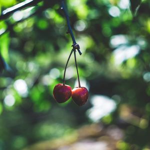 Превью обои вишни, ягоды, красный, спелый, ветка