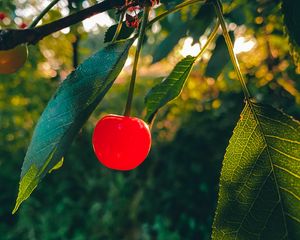 Превью обои вишня, фрукт, ветка, листья