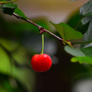 Превью обои вишня, ягода, листья, ветка, макро