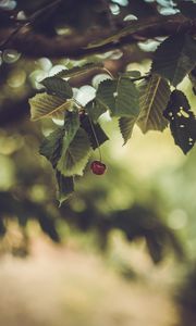Превью обои вишня, ягода, листья, размытие, минимализм