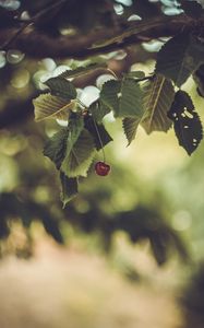 Превью обои вишня, ягода, листья, размытие, минимализм