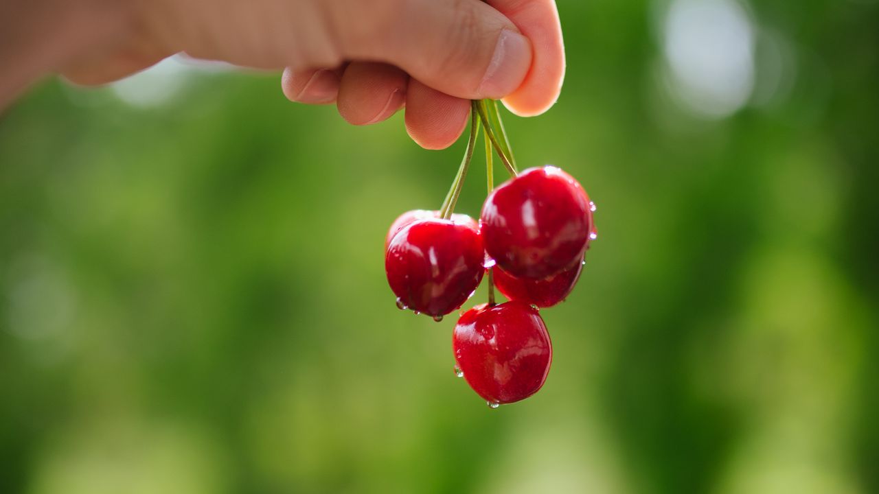 Текст cherry berry. Вишня макро. Вишня обои. Обои на рабочий стол вишня. Вишня рисунок.