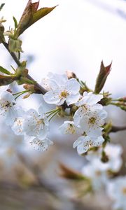 Превью обои вишня, лепестки, цветы, ветки, весна