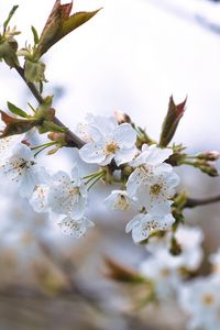 Превью обои вишня, лепестки, цветы, ветки, весна