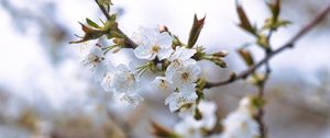 Превью обои вишня, лепестки, цветы, ветки, весна