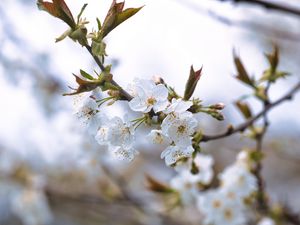 Превью обои вишня, лепестки, цветы, ветки, весна