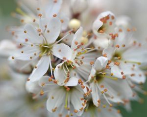 Превью обои вишня, лепестки, тычинки, цветы, белый