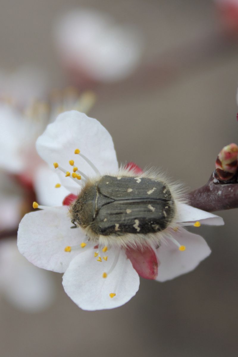 Жуки на цветах яблони фото и борьба