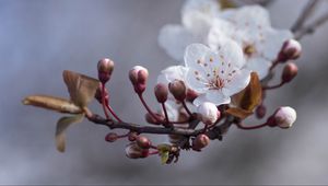 Превью обои вишня, цветы, бутоны, весна, макро