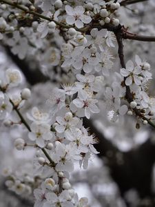 Превью обои вишня, цветы, дерево, ветка