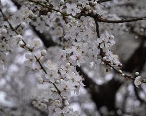 Превью обои вишня, цветы, дерево, ветка