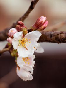 Превью обои вишня, цветы, лепестки, ветка, весна, макро