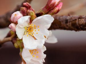 Превью обои вишня, цветы, лепестки, ветка, весна, макро