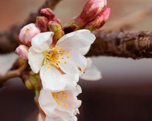 Превью обои вишня, цветы, лепестки, ветка, весна, макро