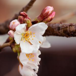 Превью обои вишня, цветы, лепестки, ветка, весна, макро