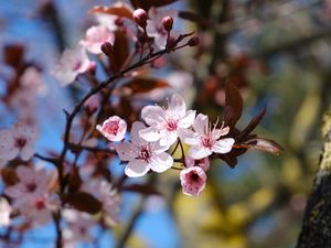 Превью обои вишня, цветы, лепестки, весна, ветки, макро