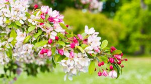 Превью обои вишня, цветы, лепестки, ветка, розовый, макро