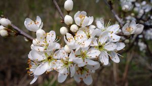 Превью обои вишня, цветы, лепестки, тычинки, весна, белый