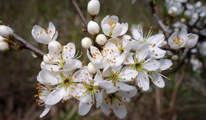 Превью обои вишня, цветы, лепестки, тычинки, весна, белый