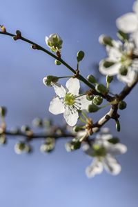 Превью обои вишня, цветы, лепестки, бутоны, ветка, весна