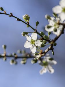 Превью обои вишня, цветы, лепестки, бутоны, ветка, весна