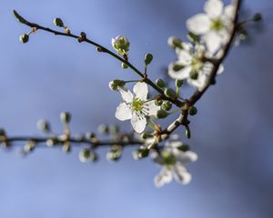 Превью обои вишня, цветы, лепестки, бутоны, ветка, весна