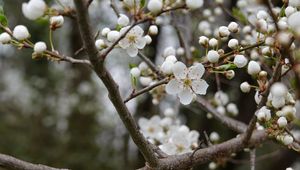 Превью обои вишня, цветы, лепестки, бутоны, ветка, белый