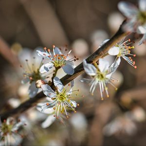 Превью обои вишня, цветы, лепестки, размытие, макро