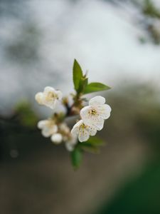 Превью обои вишня, цветы, лепестки, ветка, размытие